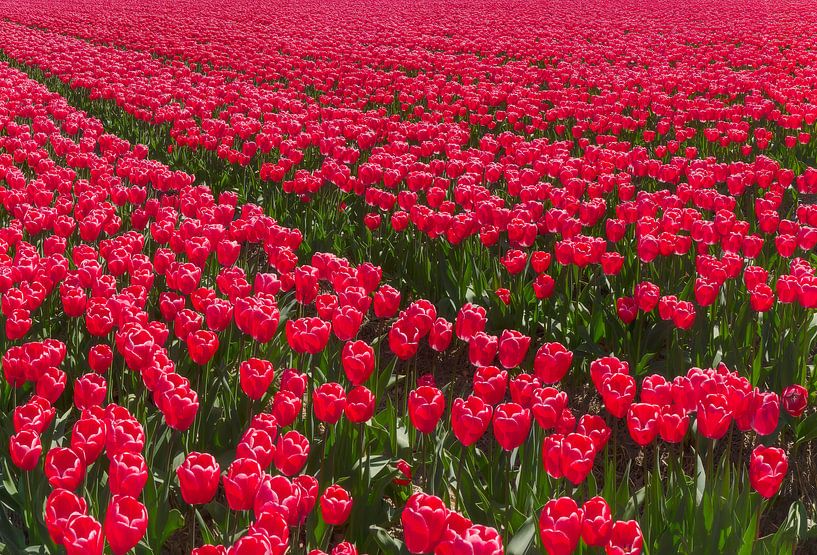 Red tulips, Espel, North-Eastern polder, Flevoland, Netherlands by Rene van der Meer