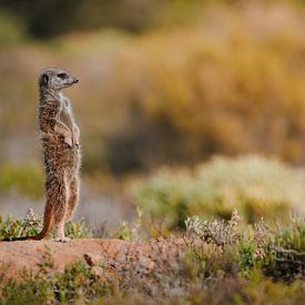 Suricate dans la lumière du matin sur Dave Adriaanse - Photography