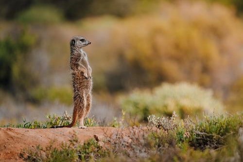Meerkat in the Morning Light by Dave Adriaanse - Photography