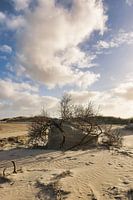 Boom op het strand