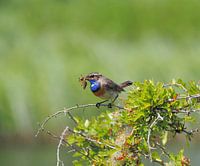 Der Blaue Vogel! Kleine Schönheit!