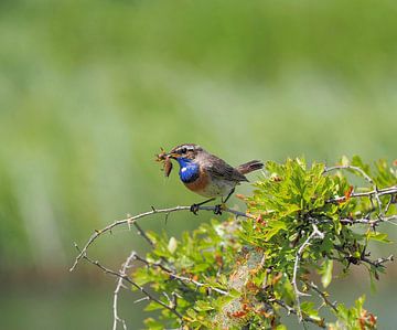 De blauwborst! Kleine schoonheid! van Marjon Woudboer