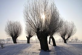 Kopfweiden im Winterkleid von Karina Gebert