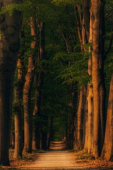 Forest path at sunset