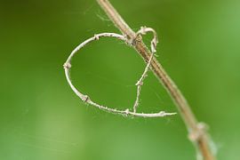 Ich liebe dich von Thomas Marx