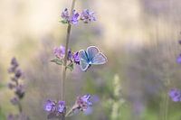 Blue in purple