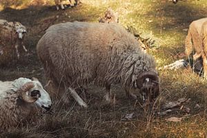 Des béliers au pâturage dans un pâturage de montagne sur Besa Art