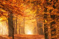Das goldene Licht eines Waldes im Herbst von iPics Photography Miniaturansicht