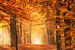 Het gouden licht van een bos in de herfst van iPics Photography