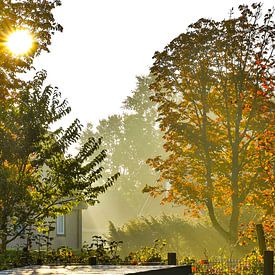 Autumn scene in full sunlight by Tjamme Vis