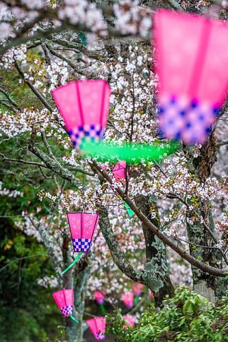 Sakura Matsuri - Japanese Spring Poetry