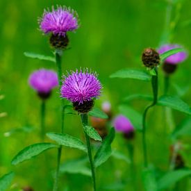 Centaurea jacea in a field with a dreamy green background. by Jan Van Bizar
