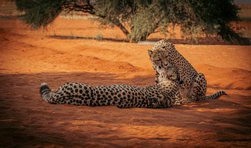Cheetah pair in the Kalahari Desert of Namibia, Africa by Patrick Groß