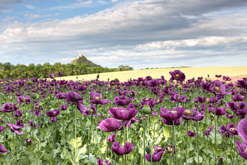 Champ de coquelicots violets avec la montagne de Staatzer par Elke Wolfbeisser