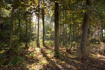 Le soleil à travers les arbres