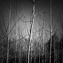 Het mysterie van het bos in de winter van Rene  den Engelsman thumbnail