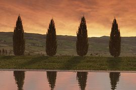 Thuja tree row in front of Tuscan hilly landscape by Besa Art