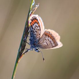 Vlinder van Sandra Korb