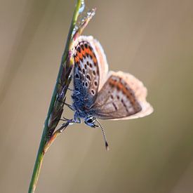 Butterfly sur Sandra Korb