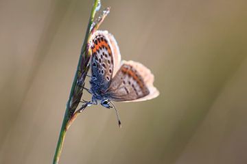 Butterfly sur Sandra Korb