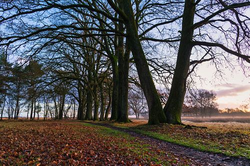 Dwingelderveld