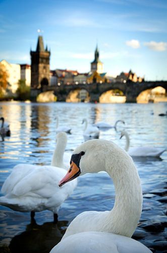 Zwanen op de Moldau, Karelsbrug, Praag, Tsjechië