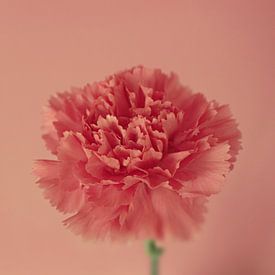 Dianthus van Inge Berken