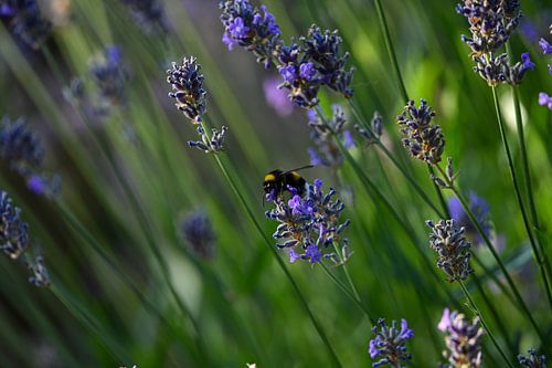 Hommel