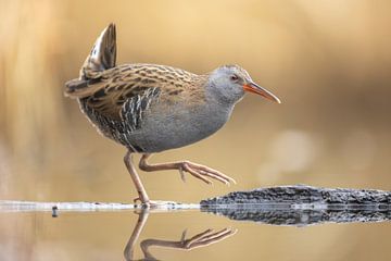 Wasserralle von Jasper Kok