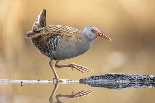 Water rail