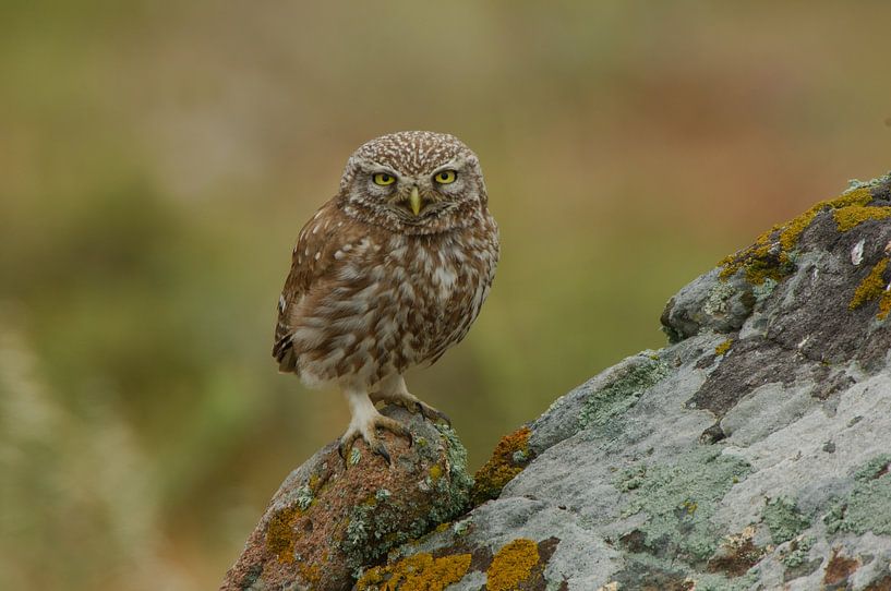 Steinkauz hockt auf einem Felsen in Griechenland von Hans Hut