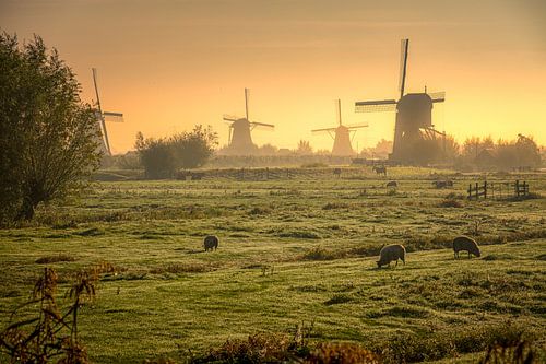 Moulins de Kinderdijk à l'aube