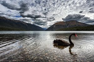 Schwarzer Schwanensee, Neuseeland von Cho Tang