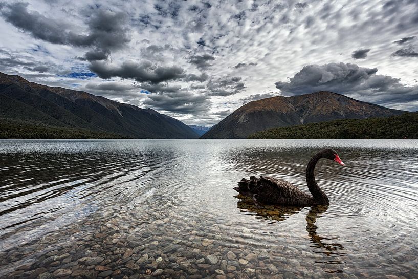 Le lac des cygnes noir par Cho Tang