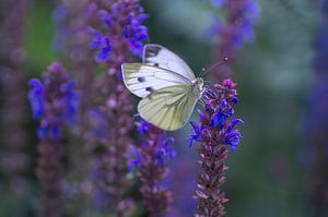 Feeling blue (papillon blanc parmi des fleurs violettes/bleues) sur Birgitte Bergman