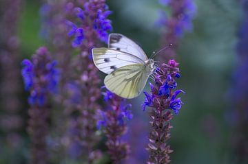 Feeling blue ( witte vlinder tussen paars/blauwe bloemen) van Birgitte Bergman