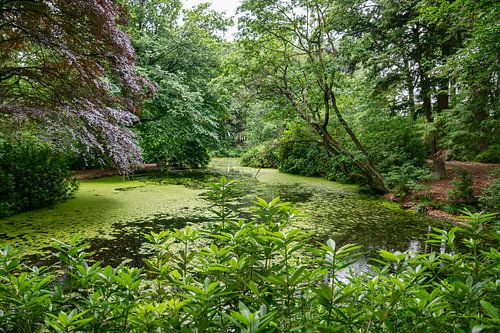 een vijver omzoomd door bomen met rood en groen gebladerte
