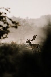 Morgennebel von Inge Pieck