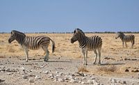 Zebra's in Namibië, Afrika van Thomas Marx thumbnail