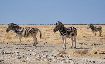 Zebras in Namibia, Africa by Thomas Marx