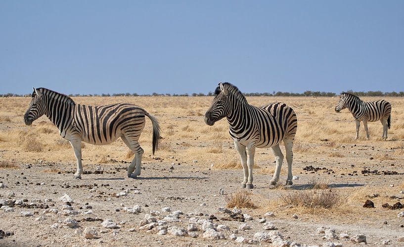 Zebra's in Namibië, Afrika van Thomas Marx