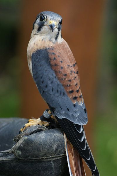 Falcon on a glove by Jeroen van Deel