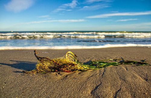 Zeewier op het strand van de Oostzee