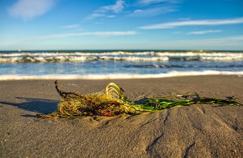 Viel Strand und Seegras von Holger Felix