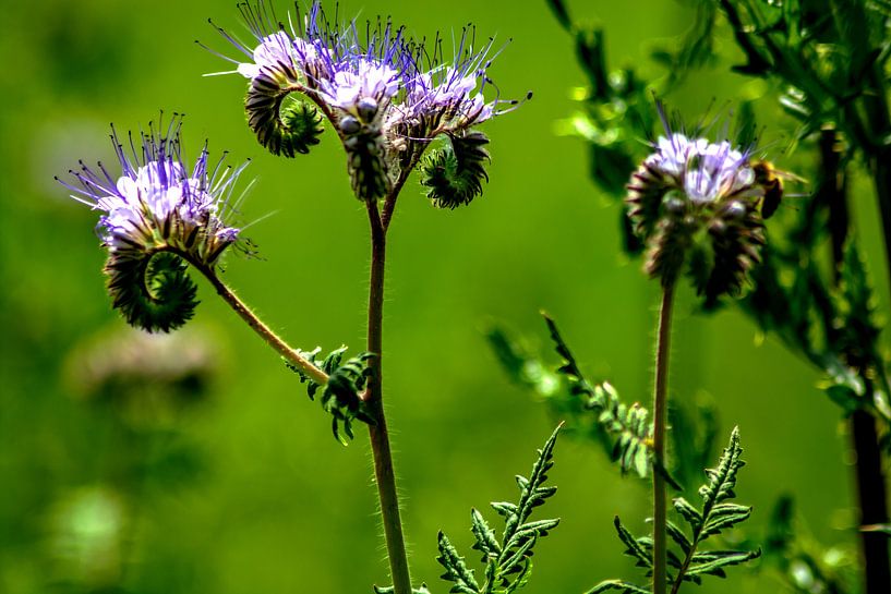 Momenten van de natuur van Photoart-Naegele