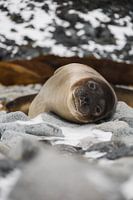 Seal