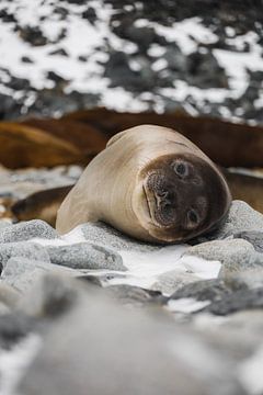 Seal by G. van Dijk