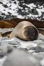 Seal by G. van Dijk thumbnail