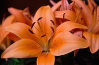 Oranje lelie (Lilium Corallo Supra)