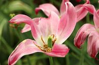 Een roze bloem die mooi in bloei staat van Jennifer Hendriks thumbnail